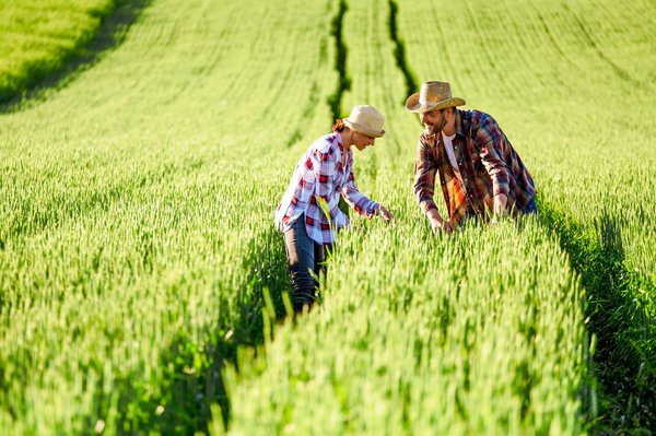 Quelles sont les meilleures techniques pour cultiver des légumes en utilisant des méthodes écologiques ?